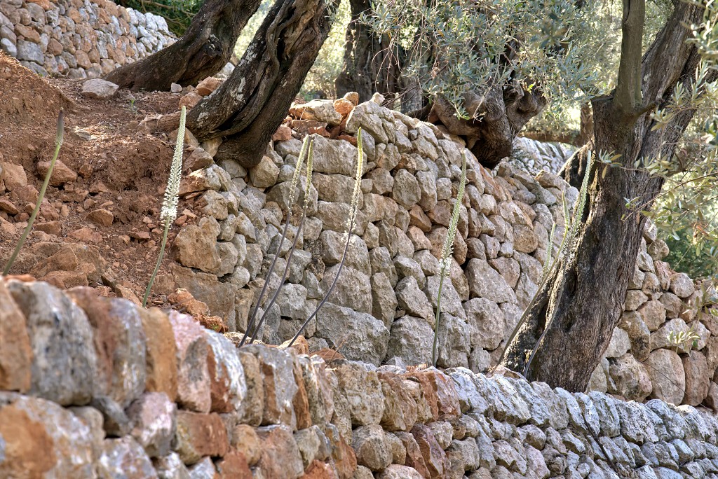 Bancales de la Serra de Tramuntana